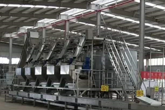 Instant lemon slice production line customer scene picture