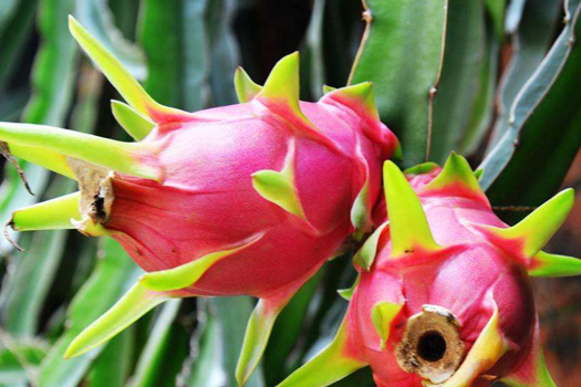 Dragon fruit deep processing production line