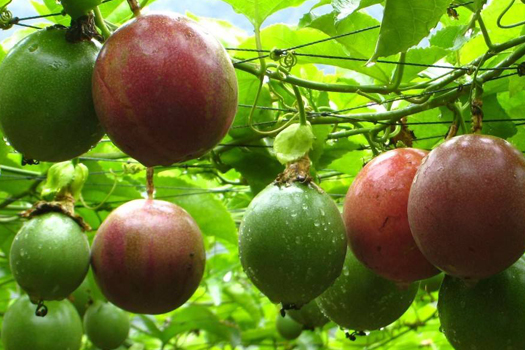 Passion fruit deep processing production line