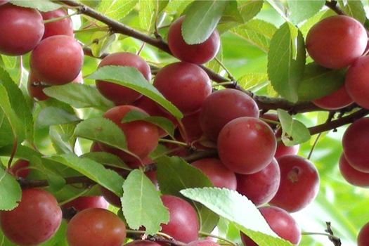 Deep processing production line for Calcium fruit