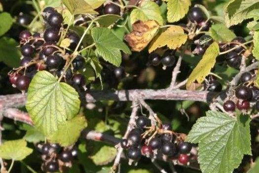 lack currant deep processing line