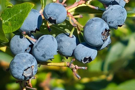 Blueberry deep processing production line