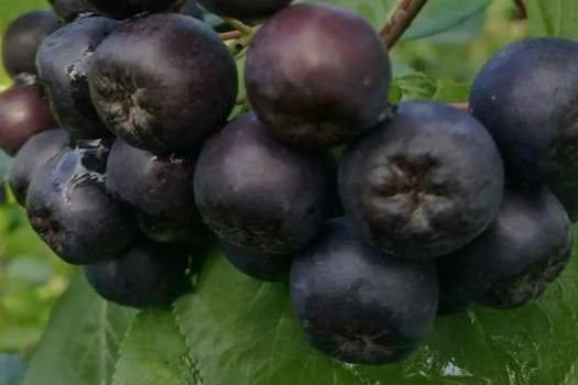 Aronia melanocarpa deep processing production line