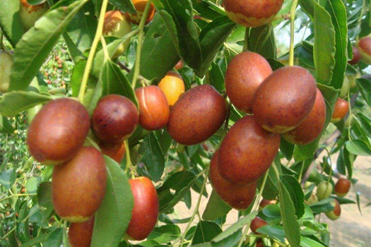 Date palm and red date deep processing production line
