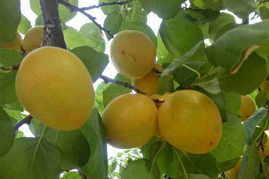 Apricot and plum deep processing production line