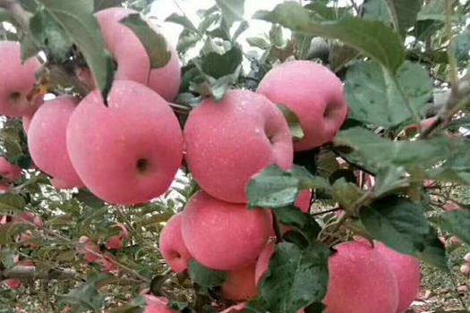 Apple deep processing production line