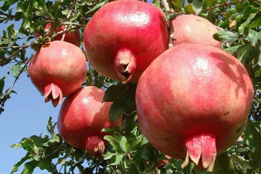 Pomegranate deep processing production line